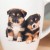 pol_pl_Kubki-ceramiczne-psy-220-ml-3-szt-16013_5.jpg