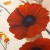 posciel-satyna-bawelniana-12412-220x200-2posz-50x7.jpg