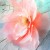 posciel-satyna-bawelniana-12424-140x200-1posz-50x7.jpg