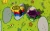 5f3-pedzace-zolwie-wyscig-do.webp