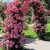 pol_pl_Pergola-ogrodowa-metalowa-145x235-cm-13996_11.jpg